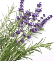 Massage Oils Page 1 Pure Pro Massage Products